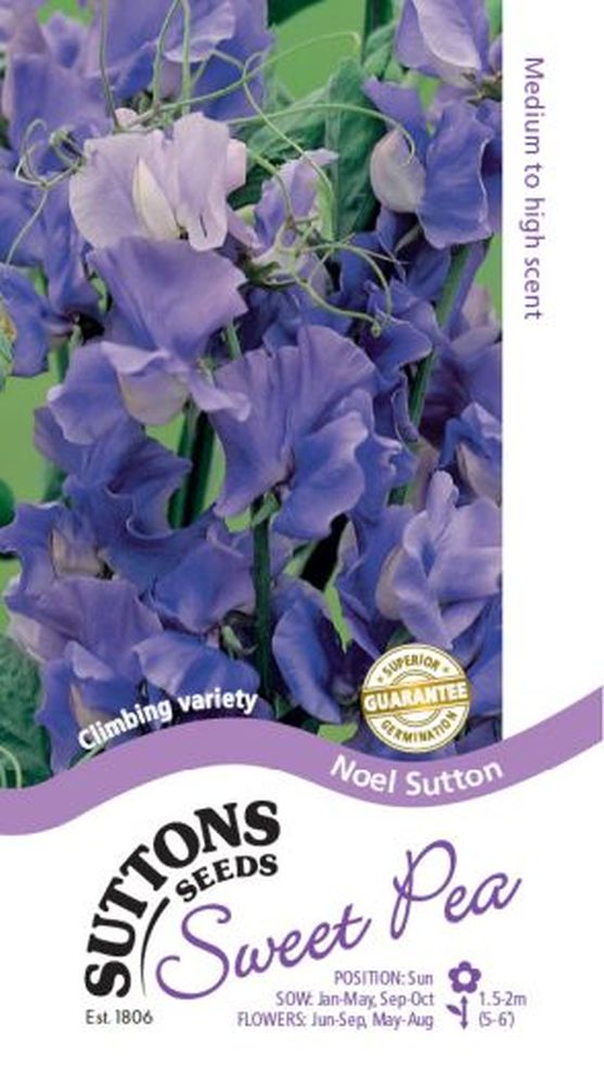 Sweet Pea Noel Sutton