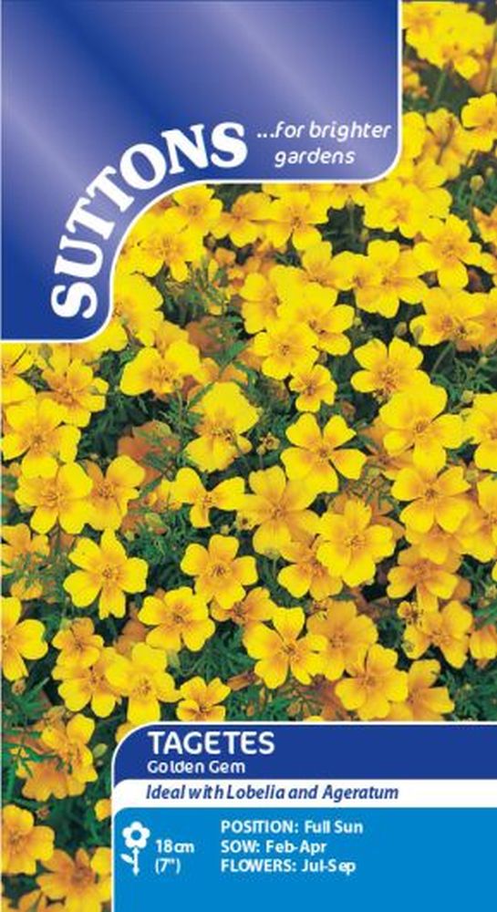 Tagetes Golden Gem