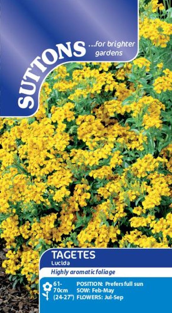 Tagetes Lucida