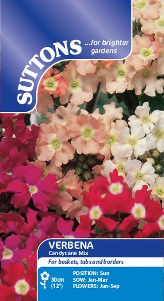 Verbena Candycane Mix