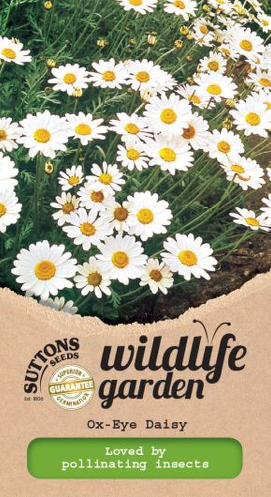 Ox-Eye Daisy - Wildflower
