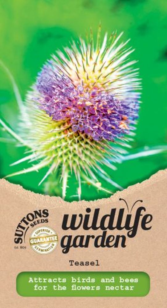 Teasel - Wildflower