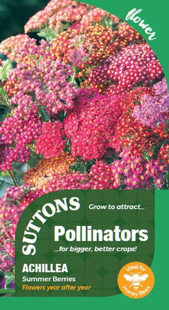 P & P - Achillea Summer Berries