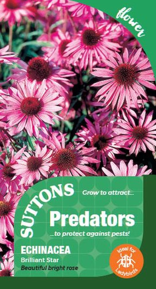P & P - Echinacea Brilliant Star