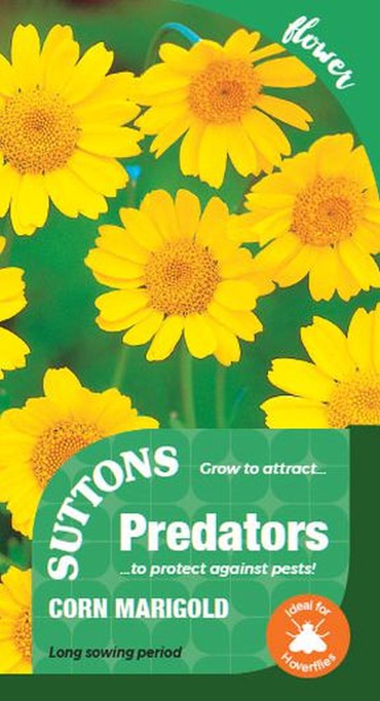P & P - Corn Marigold