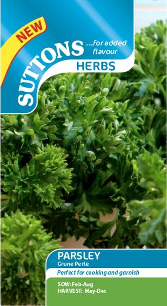 Herb Curled Parsley 'Grune Perle'