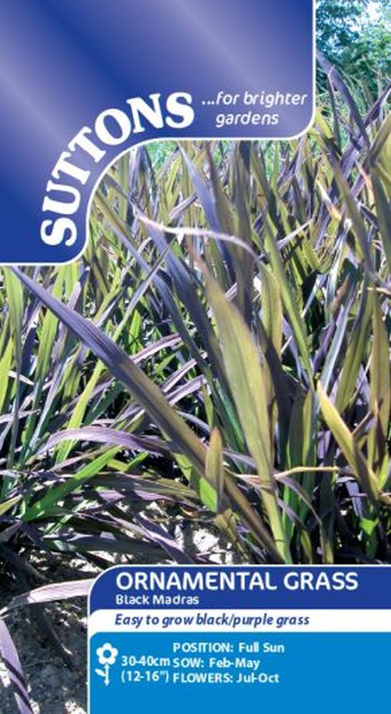 Prairie Seeds -Ornamental Grass Black M