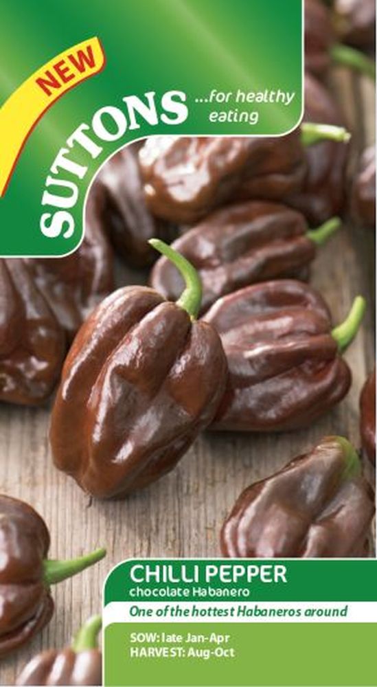 Chilli 'Congo Black'