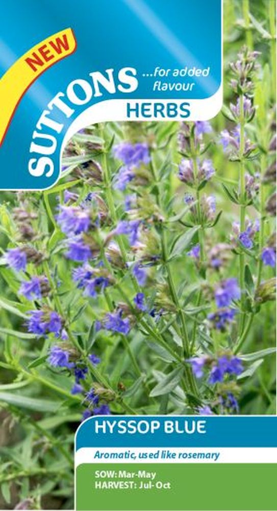 Herb Hyssop (Blue)