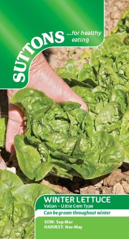 Winter Lettuce - Vailan