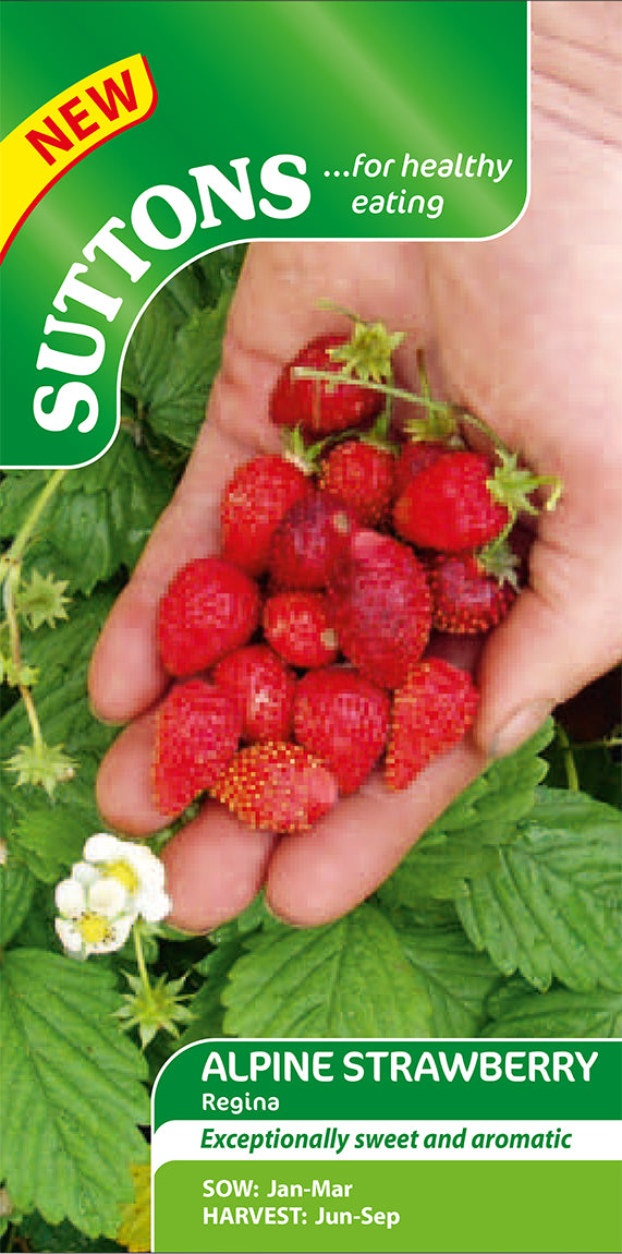 Strawberry Alpine Regina