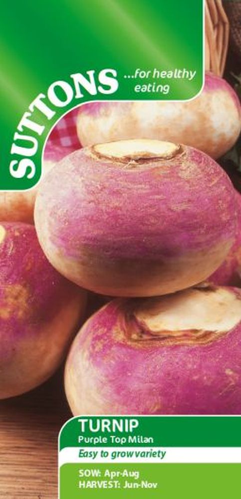Turnip Purple Top Milan