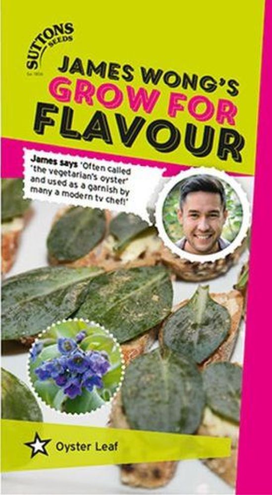 Oyster Leaf Plant Seeds