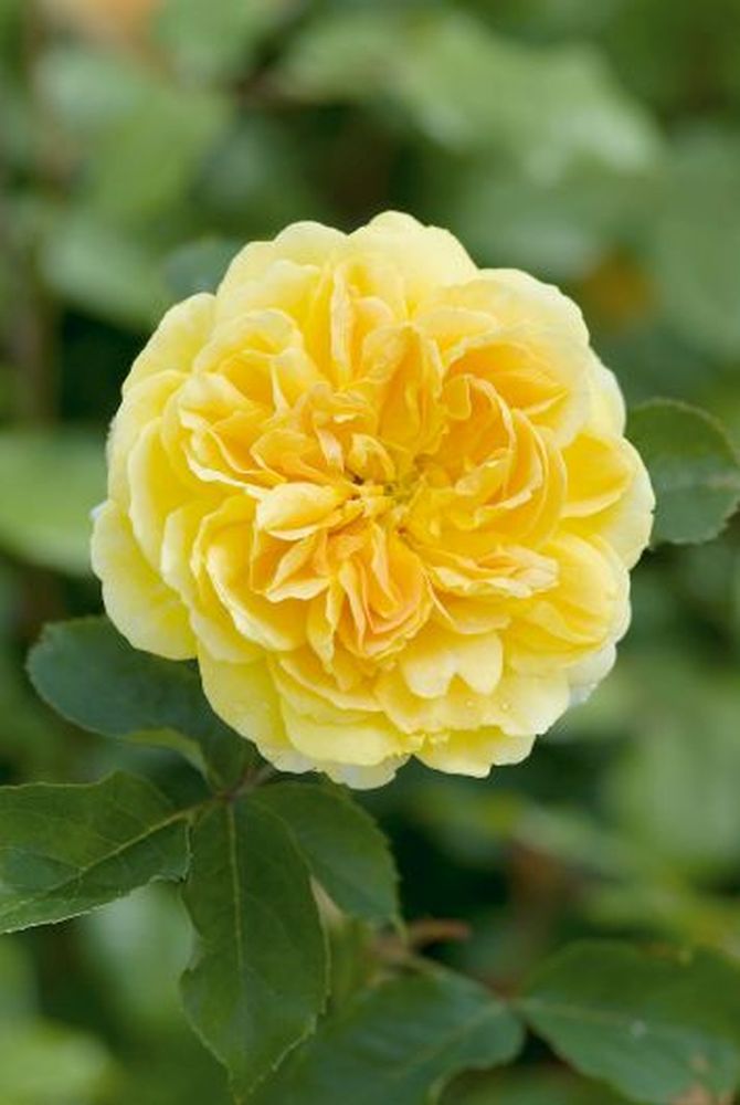 Rose Molineux
