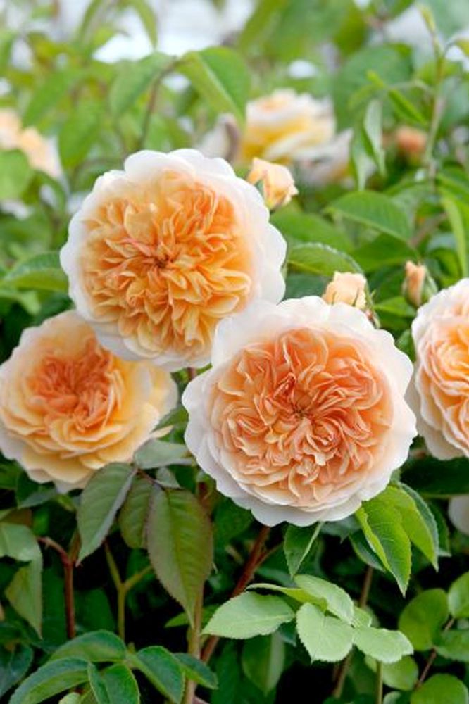 Rose Port Sunlight