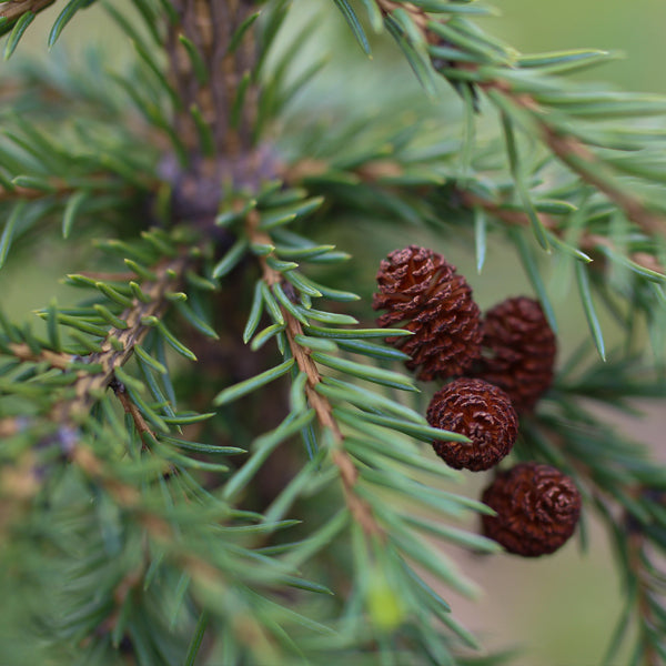 Premium Pot Grown Spruce 100-120cm