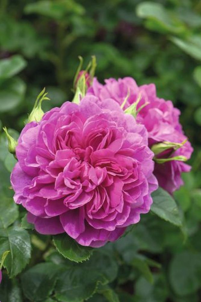 PRINCESS ANNE