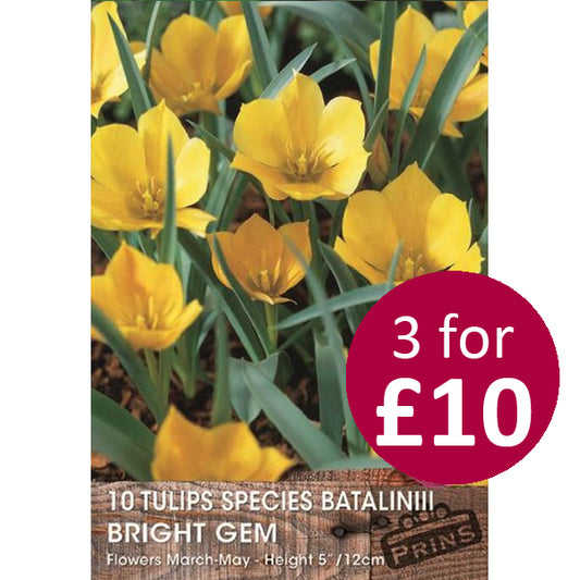 Tulip Mini Bulbs Batalinii Bright Gem