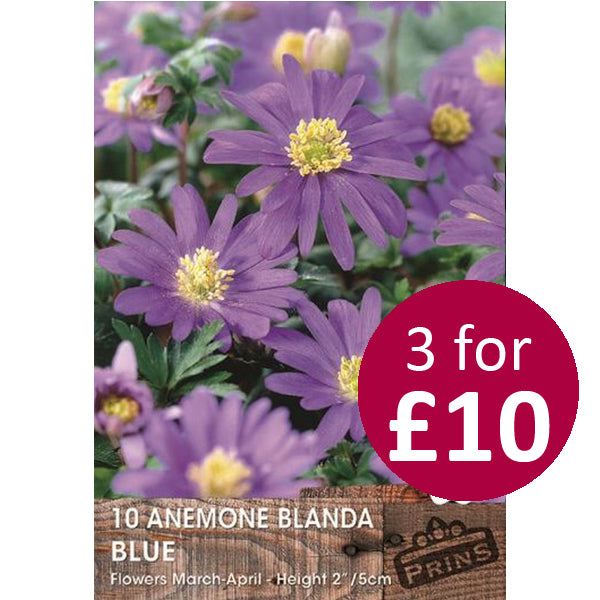 Anemone Blanda Blue Shades 10 Pack