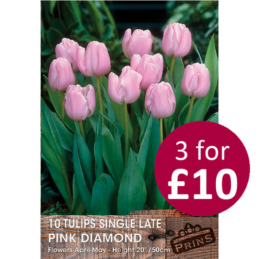 Tulip Pink Diamond 10 Pack