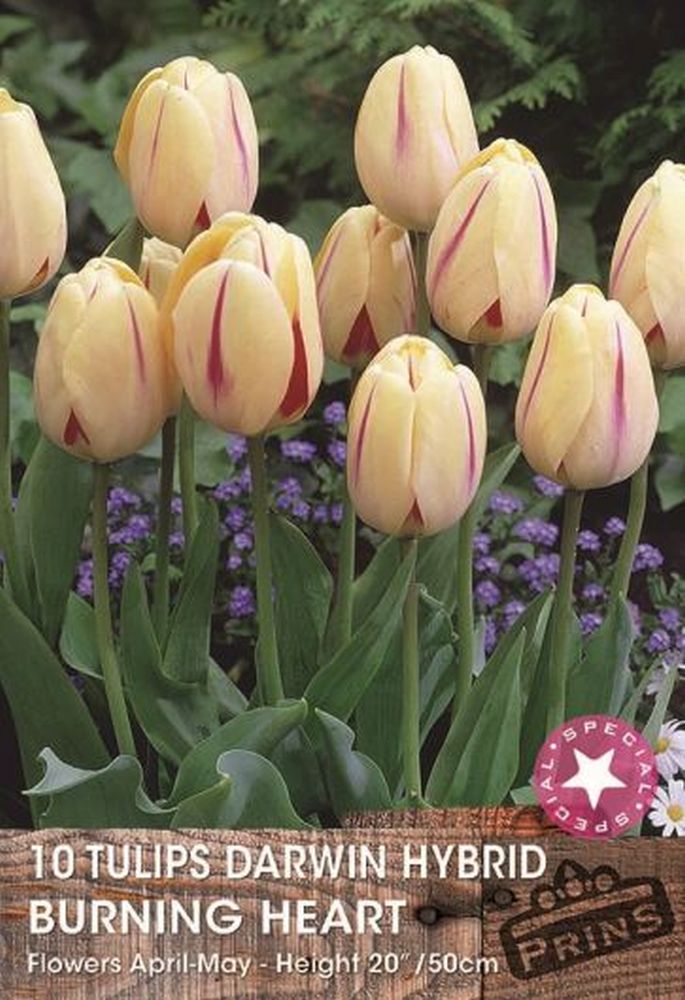 Tulip Darwin Burning Heart 10 Pack