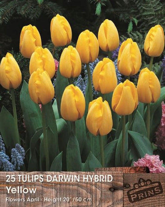 TULIPS DARWIN YELLOW CRATE 25 P.P.