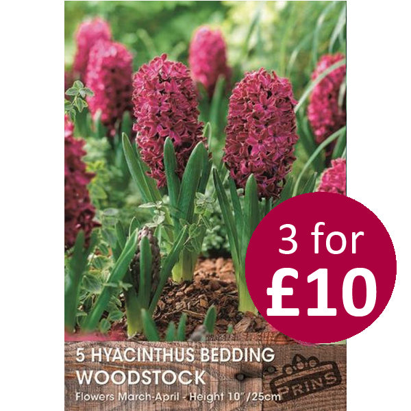 HYACINTH WOODSTOCK 5 P.P.