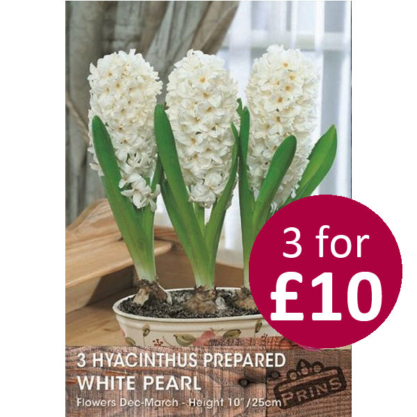 PREP.HYACINTH.WHITE PEARL 3 P.P.