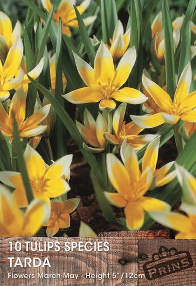 TULIPS TARDA 15 P.P.
