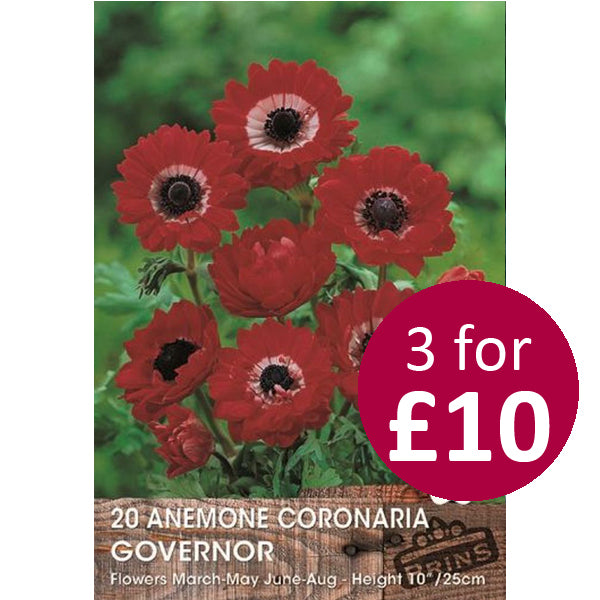 Anemones St. Brigid Red