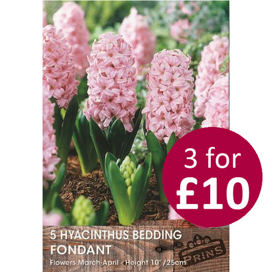 Hyacinth Fondante 5 P.P.