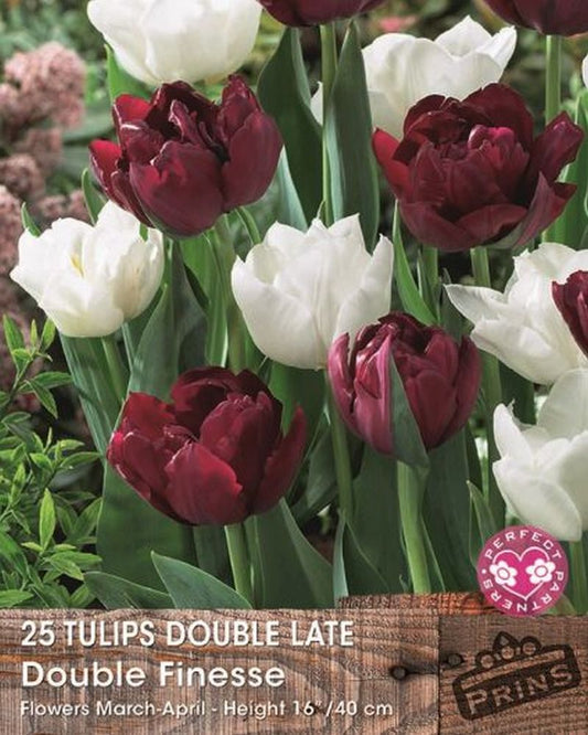 TULIPS DOUBLE FINESSE CRATE 25 P.P.