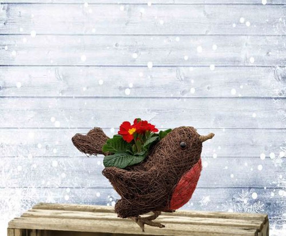 Robin Red Breast