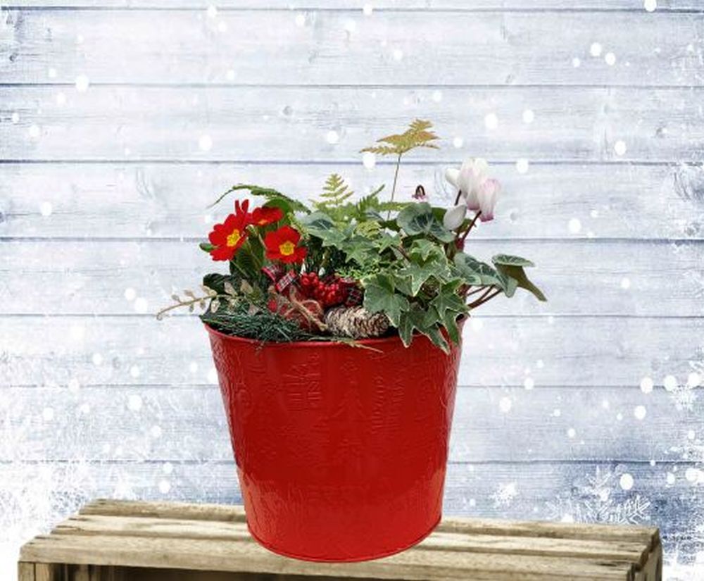 Festive Large Planter 24cm