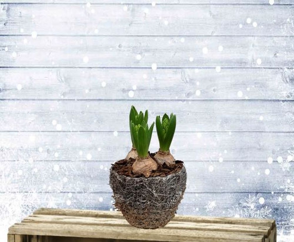 Winter Hyacinths 15cm