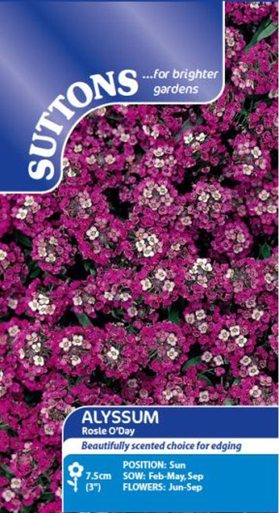 Alyssum Rosie O'Day