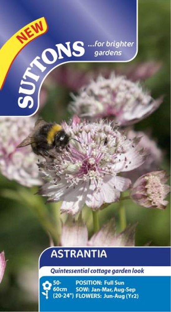 Astrantia Seeds