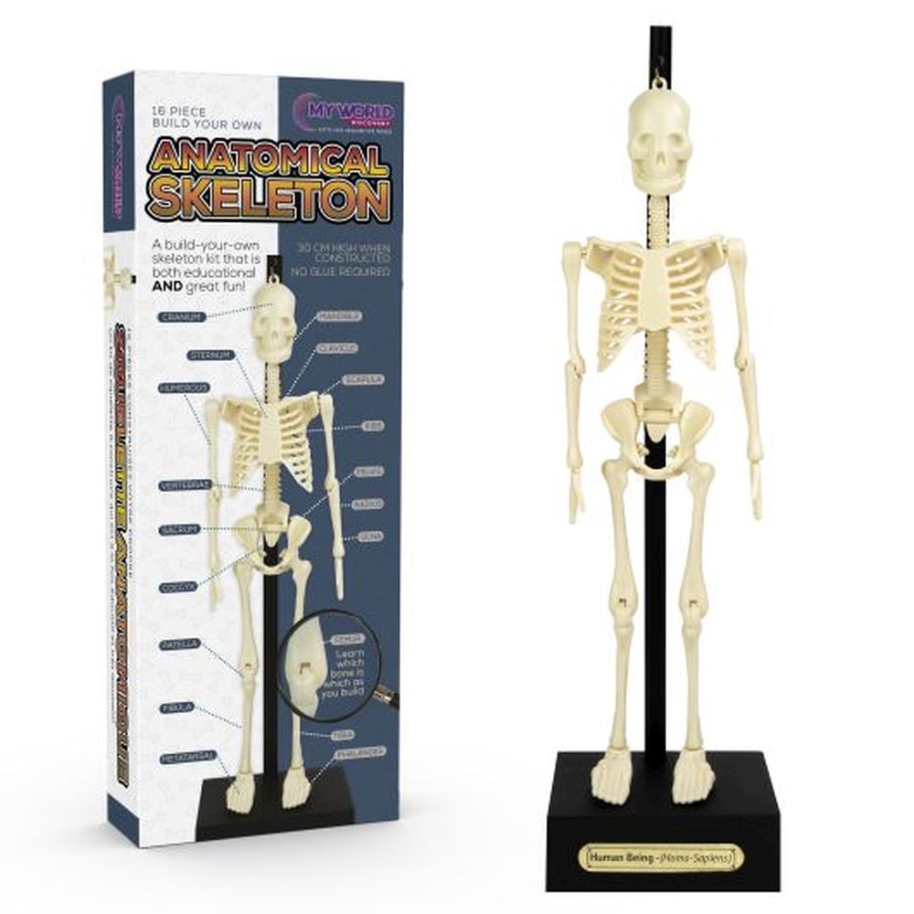 ANATOMICAL SKELETON
