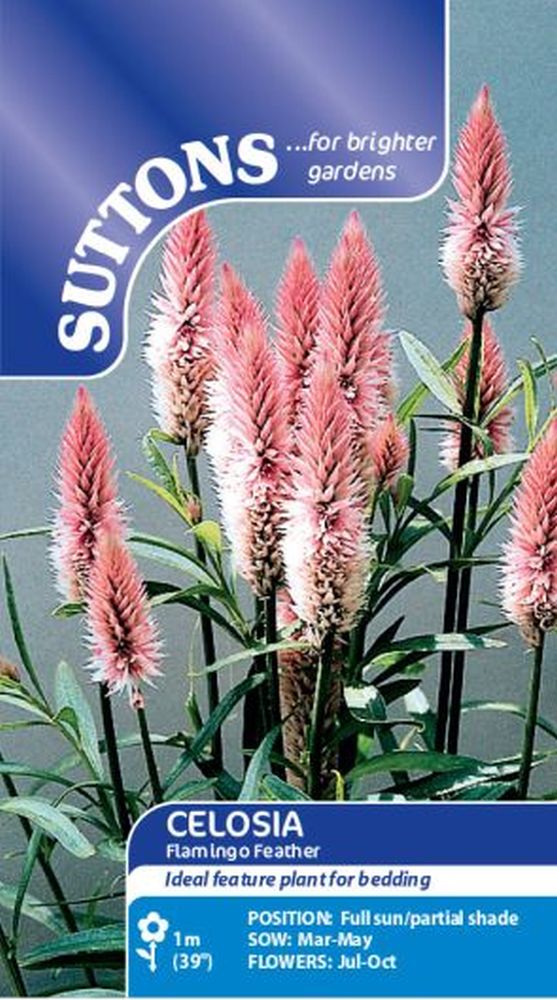 Celosia Flamingo Feather