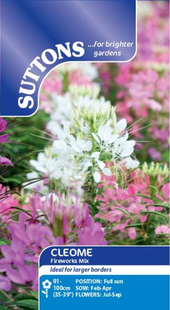 Cleome Fireworks Mix