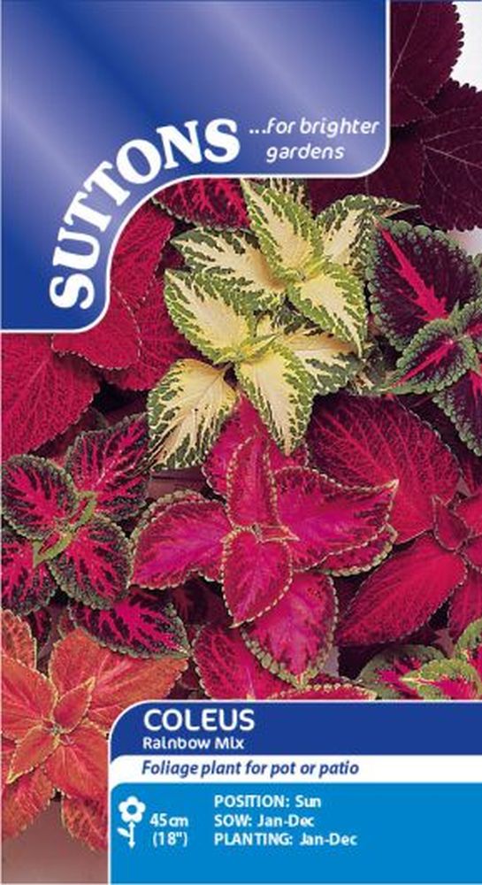 Coleus Seeds - Rainbow Mix