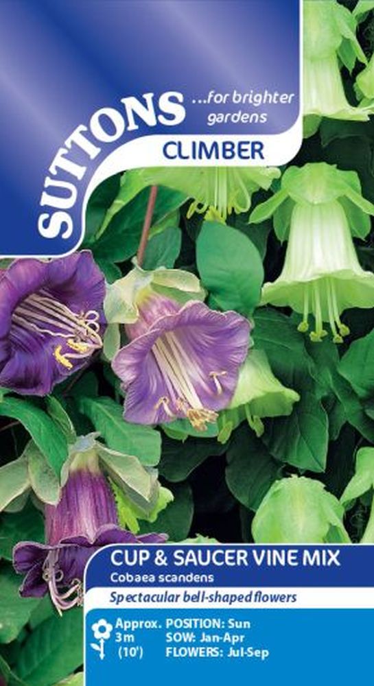 Cup & Saucer Plant