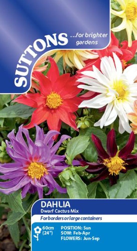 Dahlia Dwarf Cactus Mix