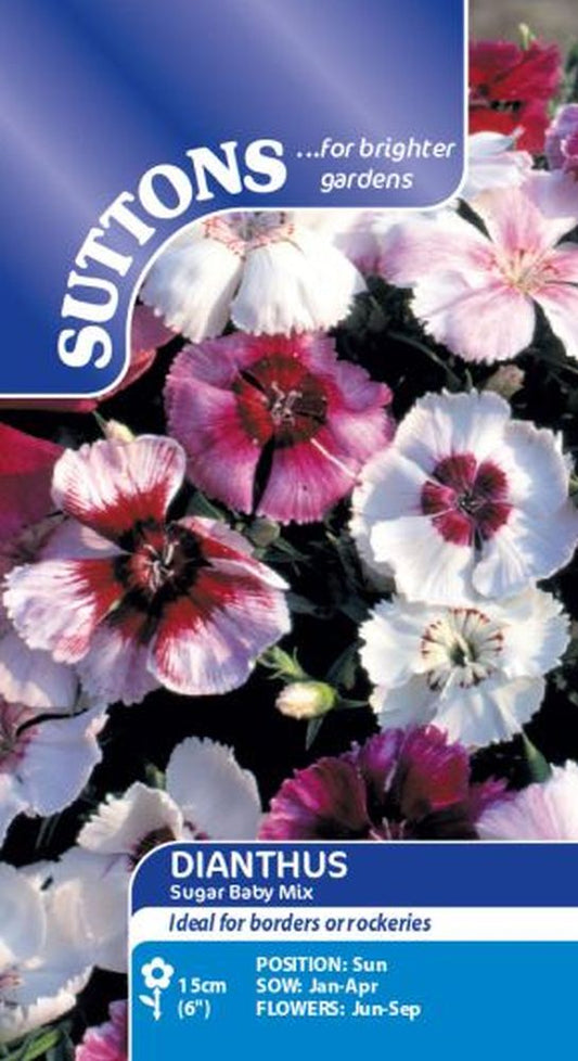 Dianthus Sugar Baby Mix