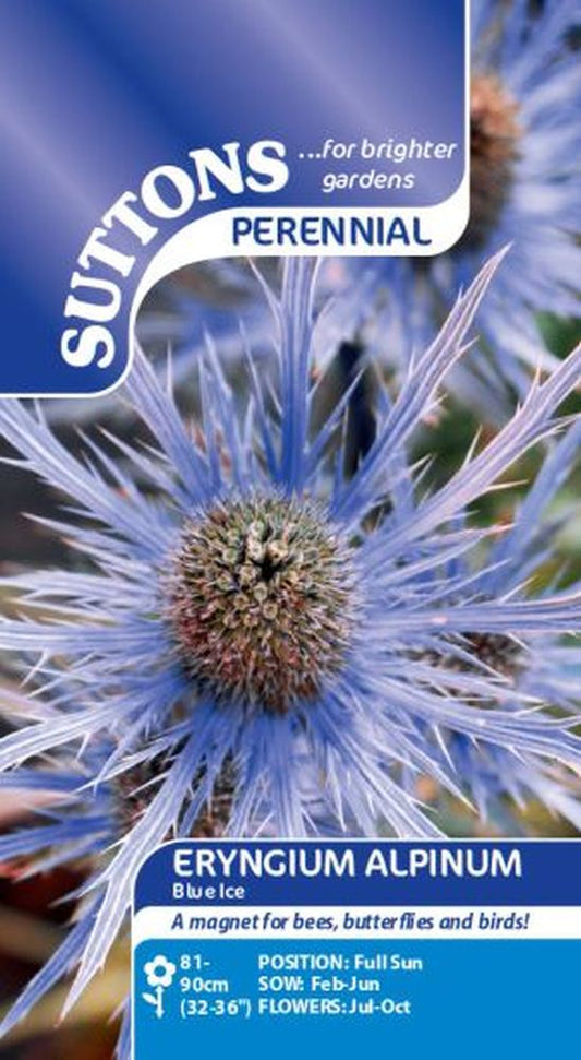 Eryngium Alpinum Blue Ice