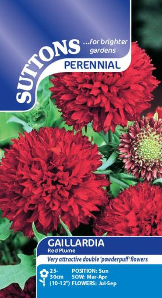 Gaillardia Red Plume