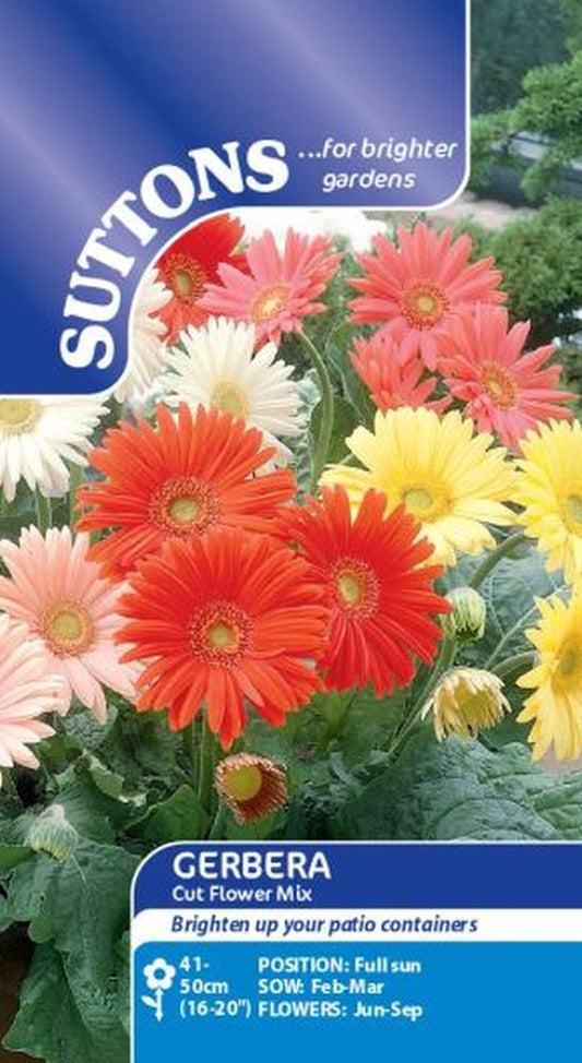 Gerbera Cut Flower Mix