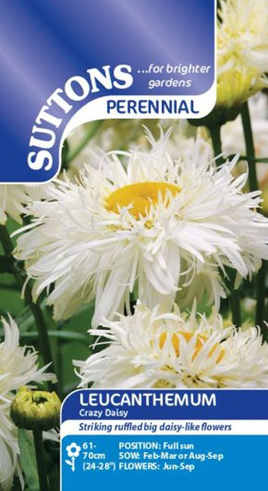 Leucanthemum Crazy Daisy