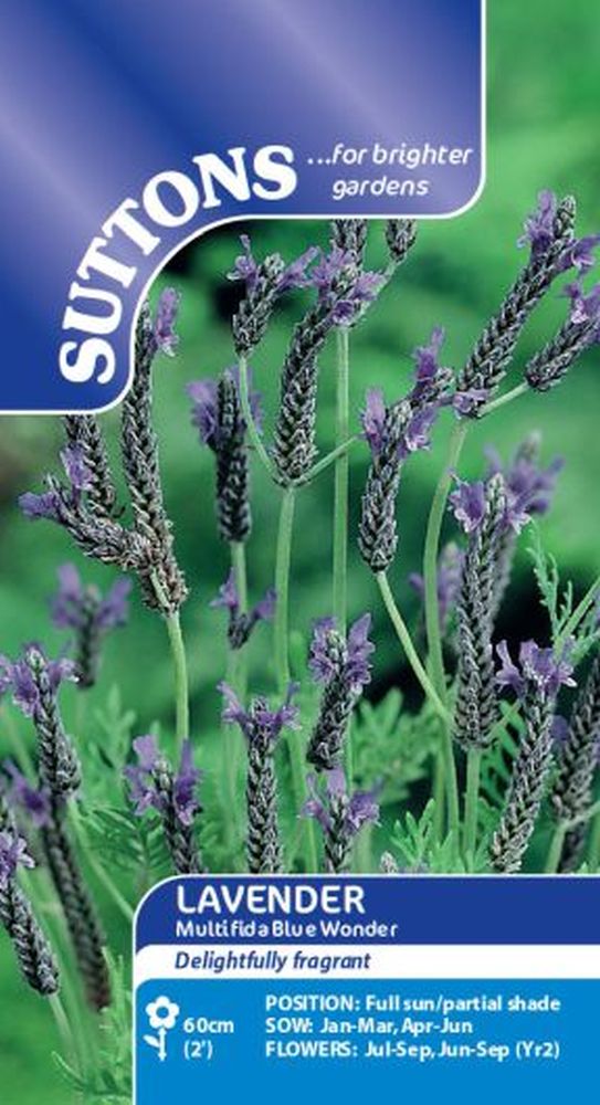Lavender Seeds - Multifida Blue Wonder