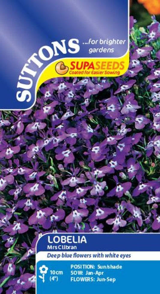Lobelia Mrs Clibran